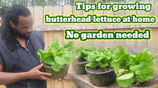 Tips how to grow butterhead lettuce at home Stepbystep  No garden needed [upl. by Downs]