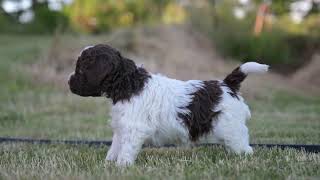 4 week old Lagotto puppies expanding horizons [upl. by Willyt]