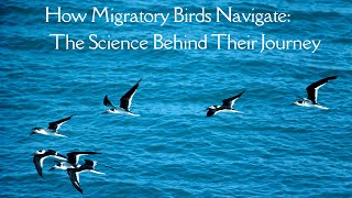 How Migratory Birds Navigate The Science Behind Their Journey [upl. by Xyno]