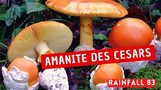 Cueillette des champignons  Oronge ou Amanite des Cesars [upl. by Ynolem]