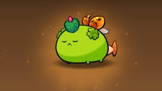 AXIE CLASSIC 2024  NEW META PLANT [upl. by Garrison600]