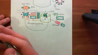 Receptor Tyrosine Kinases Part 15 [upl. by Daryn]