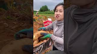 Best harvest fresh yacon root from farmer harvest yacon agriculture fresh [upl. by Phelgen]