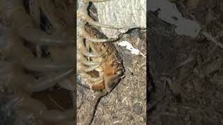 Solomon island centipede feeding scolopendra ethmostigmus giantcentipede bug bugs animals [upl. by Ydur553]