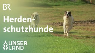 Herdenschutzhunde  Unser Land  BR Fernsehen [upl. by Rowell80]