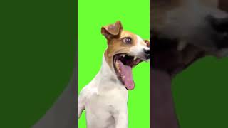 Funny dog green screen 😂😂 most popular viral video ✅ [upl. by Marlie]