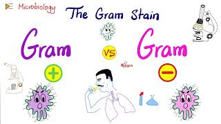 The Gram Stain GramPositive vs GramNegative and Bacterial Structure  Microbiology 🧫 [upl. by Lamej238]