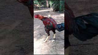 youtubeshorts rooster viralvideo subscribemychannel [upl. by Sarah]