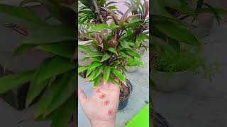 Cordyline plant tips indoorplants outdoorplants garden plantlove plantgoals ytshort shorts [upl. by Yesnek]