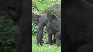 gorilla fun playing 🤣 gorillatag 金剛猩猩 台北市立動物園 shorts [upl. by Fe789]