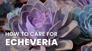 BEST TIPS  HOW TO GROW AND CARE FOR ECHEVERIA PLANT [upl. by Annavaig]