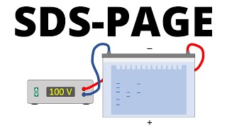 SDSPAGE explained  Protein Separation Technique [upl. by Gabler]