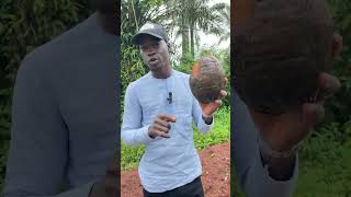 Réussir la pépinière de Cocotiers 🥥🌴farming agriculture coco france benin [upl. by Ecnadnac]