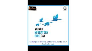 World Migratory Bird Day celebrated on May 11 in the spring and October 12 in the fall [upl. by Dagley428]