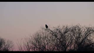 Great Horned Owl at Sunset in Texas [upl. by Meekahs]