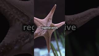 The Amazing Sea Star Natures Regenerating Wonder 🌟  Earthly Essentials [upl. by Dall]