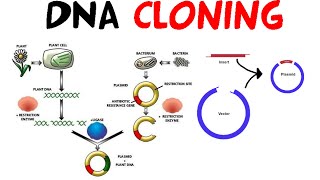 DNA cloning [upl. by Malamud]