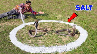 Cobra Snake in Salt Circle  क्या कोबरा सांप नमक के घेरे को पार कर पायेगा 5 Snake Myths Tested [upl. by Annaujat]