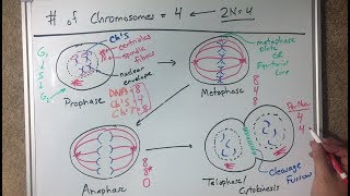 Mitosis Diagrams Drawing Demo  Virtual Lab [upl. by Sivla]