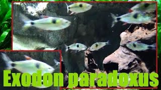 Exodon paradoxus  Müller amp Troschel 1844 HD Bucktooth tetra  Aquarium Porte Dorée  072015 [upl. by Duomham]