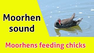 Moorhens feeding chicks  Moorhens chicks sound  Moorhen sound [upl. by Monney]