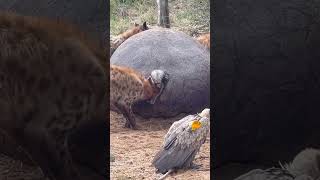 Spotted Hyena Feeding on Hippopotamus Carcass serondellasafarilodge [upl. by Kalin118]