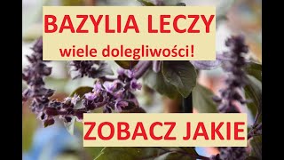 NSS Lecznicze Zioła i Przyprawy  BAZYLIA Azjatycka co można nią wyleczyć i do czego używać [upl. by Airdnassac]