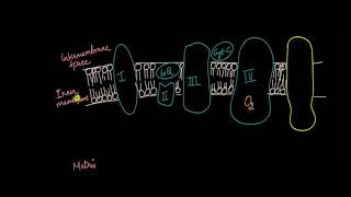 Electron Transport Chain  Respiration in Plants  Biology  Khan Academy [upl. by Charters650]