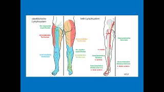 Lymphabfluss vom Bein  Strahlentherapie Prof Hilke Vorwerk [upl. by Eimarrej]