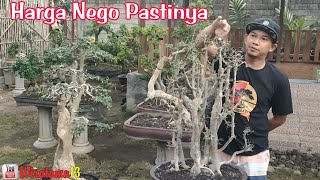 CEK HARGA BONSAI DI RUMAH MAS REZA KEMPAS KEMPIS [upl. by Aliled997]