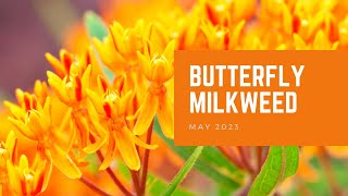 Butterfly Milkweed  Plant of the Month [upl. by Neelyar]