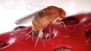 This Freaky Fruit Fly Lays Eggs in Your Strawberries  Deep Look [upl. by Selrahc534]