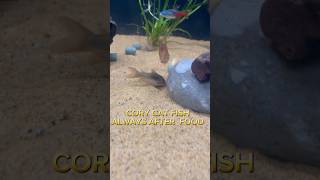 Cory cat fish fish aquarium corycatfish fishtank ytshorts [upl. by Breech]