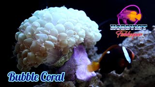 Bubble Coral care guide amp feeding [upl. by Herbst]