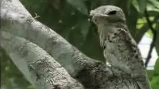 Amazing Potoo Bird Tree Camouflage  David Attenborough  BBC Studios [upl. by Nico577]