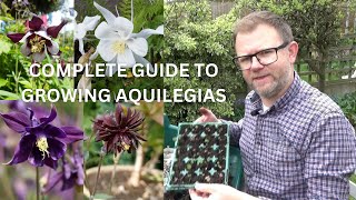 How to Grow Aquilegia from Seed Complete Guide  How to Collect amp Sow Aquilegia Columbines Seeds [upl. by Ahsiuqal323]