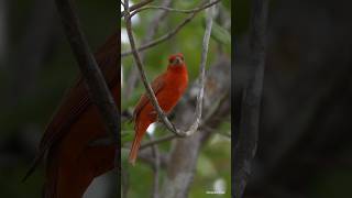 Sanhaçodefogo  Hepatic Tanager  Piranga flava [upl. by Hadsall201]