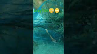 crayfish😳😱 spearfishing fishing nature fish viralreels fbreelsvideo funny figther beach [upl. by Pardner]