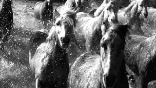 HD BBC Earthflight Horses and Flamencos [upl. by Wistrup]