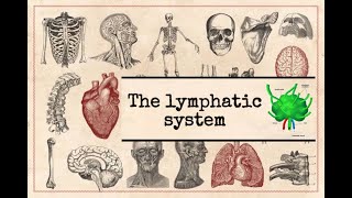 General anatomy  14 The lymphatic system part2 lymphoid organs [upl. by Oicneserc891]