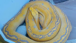 Reticulated python enclosure cleaning [upl. by Grimbly521]