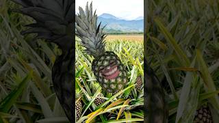 Pineapple Face [upl. by Aramahs]