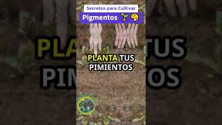 Secretos para Cultivar Pigmentos Naturales en tu Propio Jardín 🌱🎨 [upl. by Irot]