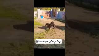 Active Himalayan Sheepdog himalayansheepdog doglover himalayanmastiff shorts [upl. by Immanuel48]