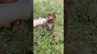 Cute baby monkey monkeyvideo bandar 009409 [upl. by Richy]