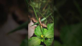 Locust  පළඟැටියා locusts beautifulanimals naturelifest [upl. by Laumas400]