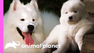 Fussy Samoyed Puppy Makes An Unlikely New Best Friend  Too Cute [upl. by Llecrup]