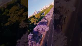 Volando sobre los Jacarandás de Av Figueroa Alcorta 🚀 alepetra [upl. by Yelwah586]