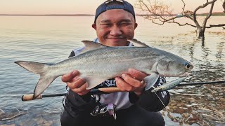 Flats Fishing for Blue Salmon Hervey Bay Queensland HOT BITE EP75 [upl. by Naamana994]