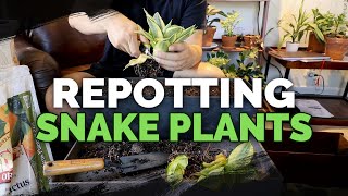 Simple tips to Divide your OVERGROWN Snake Plant [upl. by Attenal]